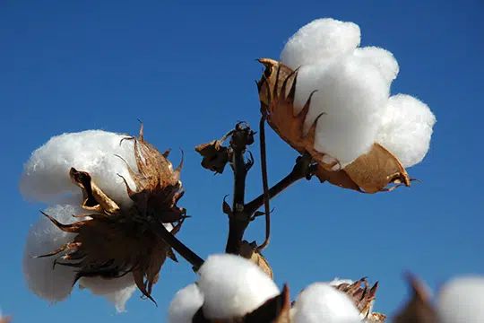 australian cotton