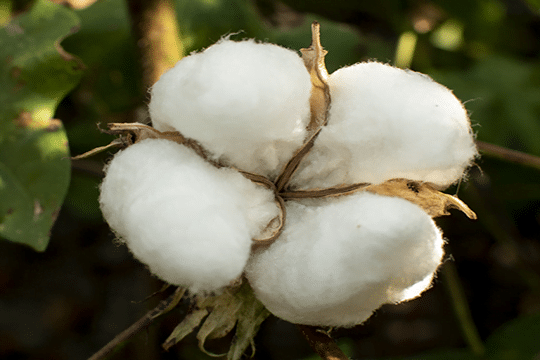australian cotton