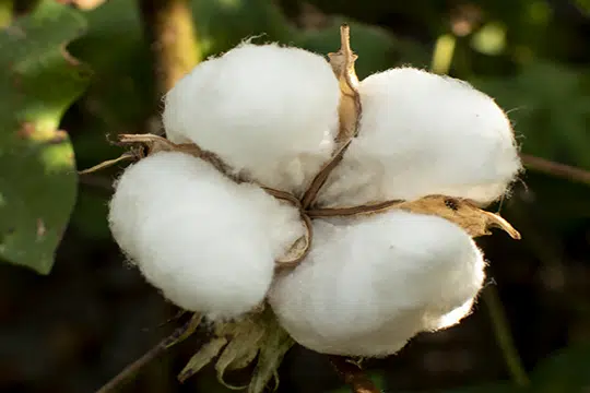 australian cotton