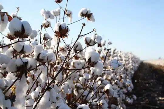 Australian Prime Cotton